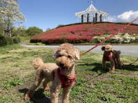 秋留台公園　犬の散歩